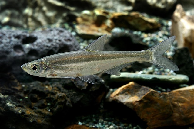 Best value sports betting bonuses for Aussies