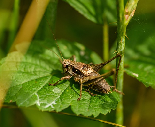 Betting on Australian cricket events 2024