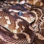 Unleash VIP Perks: Betting Australian Open 2024 Strategies