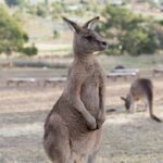 Unleash Bonuses: Bet on Australian Open 2024 Strategies