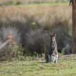 Mastering Australian Open 2024 Betting Strategies for Success