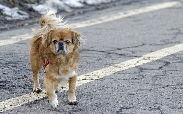 Betting on the Australian Open 2024