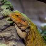 Unlocking Australian Open 2024 Betting Opportunities: Strategies & Trends