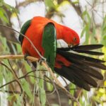 Unleash Your Inner Soccer Better: Aussie Tips & Tricks