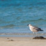 Master Australian Soccer Bets: Tips for Long-Term Wins