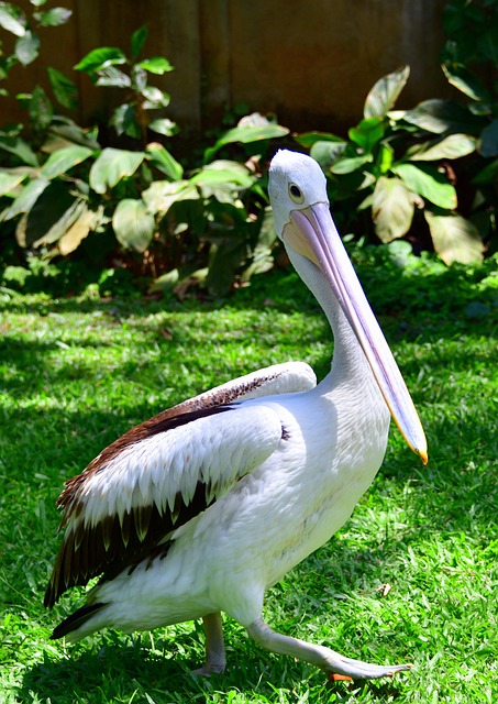 Big win pokies Australia