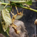 Unlocking Aussie Casino Sign-Up Bonuses: Low Wagering Tips