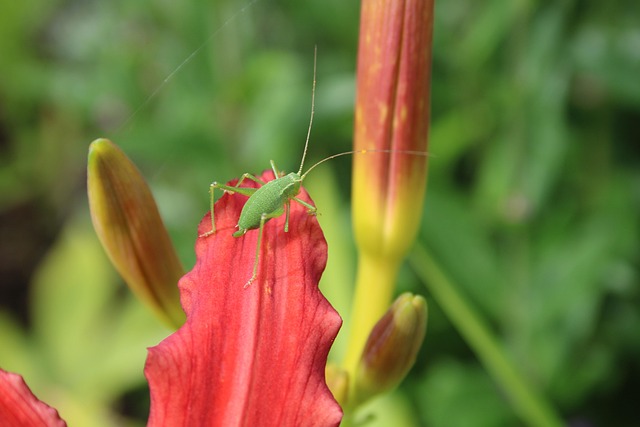 Cricket betting apps Australia