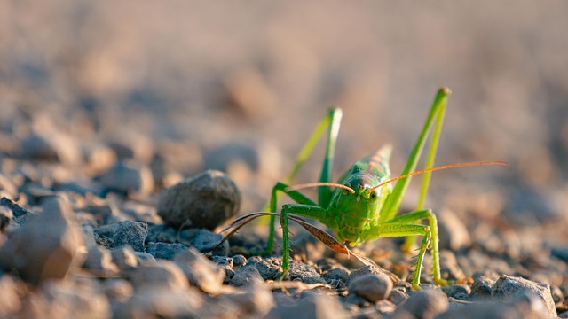 Cricket betting apps Australia