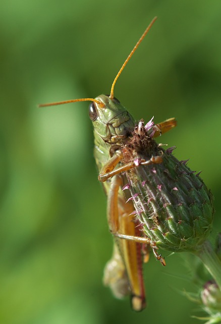 Cricket betting apps Australia