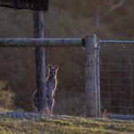 Exclusive Promotions: Unlocking Rewards for Australian Sports Bettors