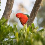 Unleash Winning Strategies: Top Exclusive Promotions for Aussie Sports Bettors