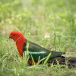 Unleash Profits: Exclusive Promotions for Australian Sports Bettors