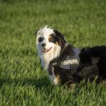 Unleash Exclusive Promotions: Top Sites for Australian Sports Bettors