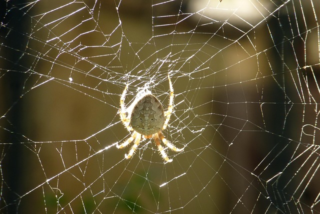 Exclusive sports betting free spins Australia