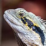 Unleash Australia’s Fast Payout Casino Secrets for Winners