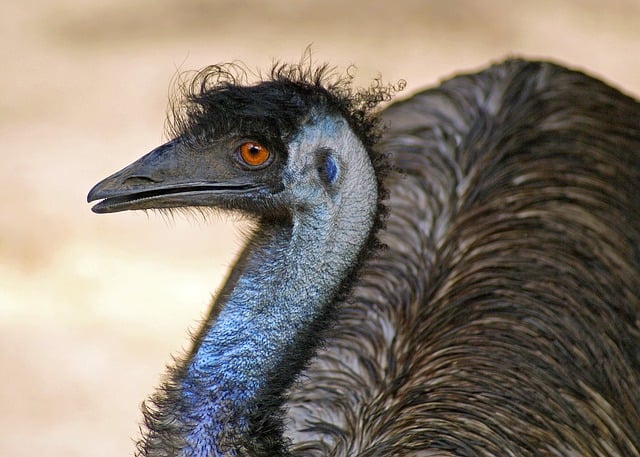 Fast payout sports betting sites Australia