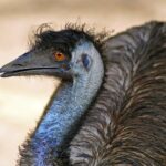 Fast Payouts: Top Australian Sports Betting Sites Guide