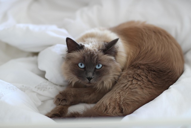 Free bet offers for Australian sports betting