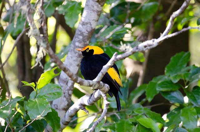 Free pokies for Australians