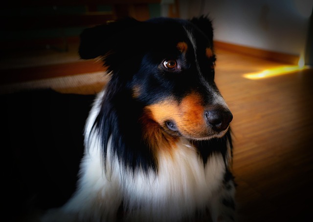 Free pokies for Australians