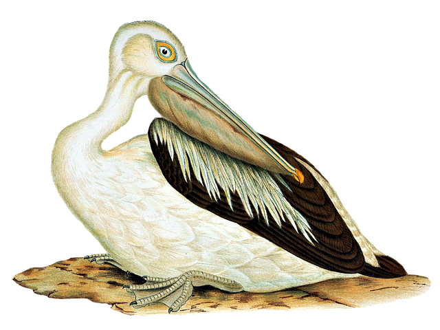 Free pokies for Australians