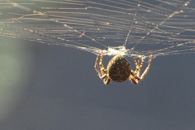 Free spins no deposit Australia