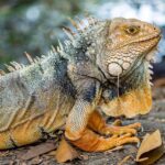 Unlock Australia’s Top Free Spins Pokie Brands Legitimately