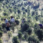 Unleash Winning Aussie Sports Betting Picks for Free