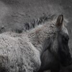 Unleash Winning Free Sports Bets for Aussies Today