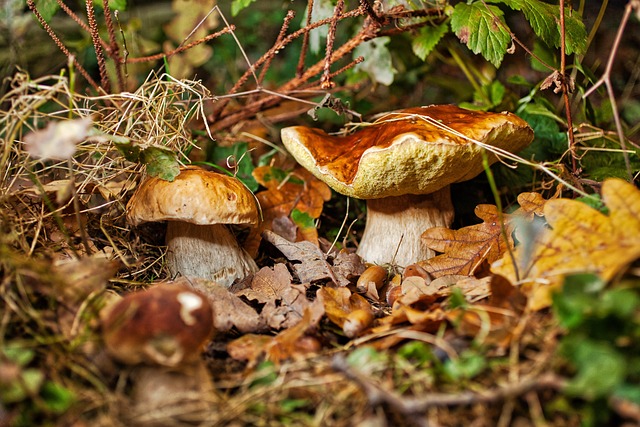 Free sports betting picks for Aussies