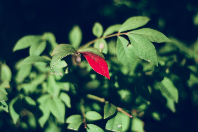 High odds betting on the AFL