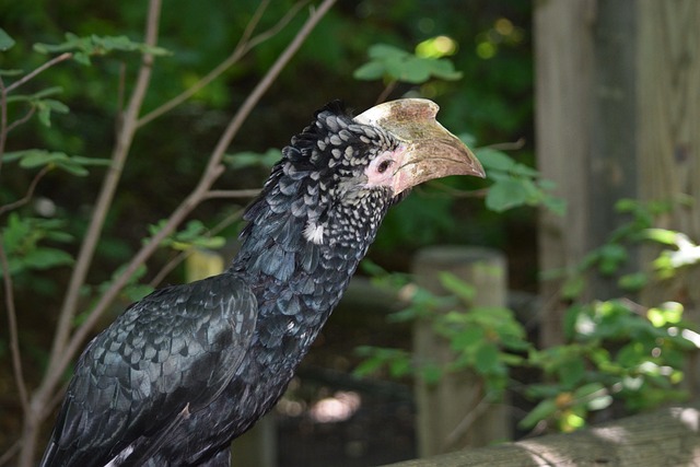 High odds betting on the AFL