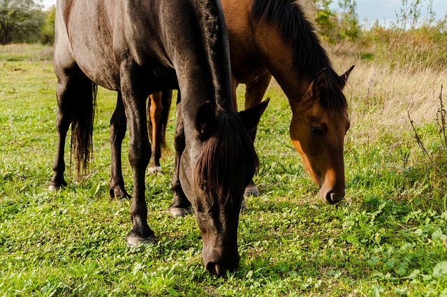 High odds betting on the AFL