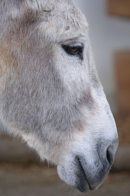 High odds betting on the AFL