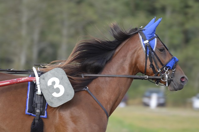 High payout horse racing betting Australia