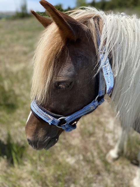 High payout horse racing betting Australia