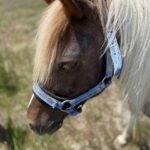 Unlock Big Wins: Fast Payouts in Australian Horse Racing