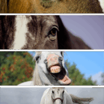 Unveiling Australia’s High Payout Horse Racing Events & Betting Strategies