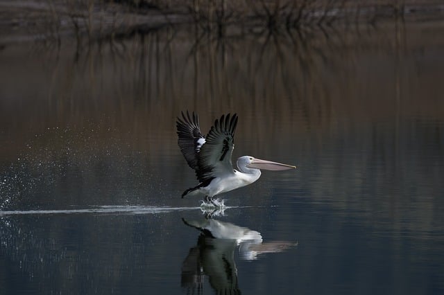 High payout sports betting sites Australia