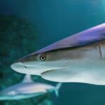 Unleash High Payouts: AFL & NRL Betting Mastery in Australia