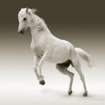 Master Australian Horse Racing Tips for Maximum Wins