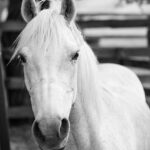 Unleash Winning Strategies: VIP Horse Racing Tips for Aussies