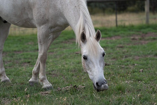 Horse racing tips for Australian punters
