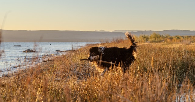 In-play live betting for Australian sports