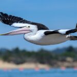 Mastering In-Play Sports Betting: Australian Strategies for Success