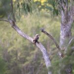 Unleash High-Stakes Jackpot Pokies in Australia’s Gaming Scene