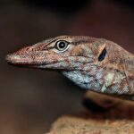 Unleash High Payout Jackpot Pokies in Australia