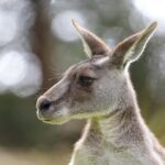 Unleash Your Luck: Jackpot Pokies Australia Guide