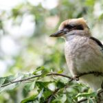 Exploring Instant-Play Casinos in Australia: Games, Security & Bonuses